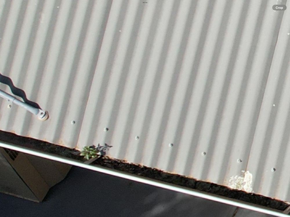 Gutters and downpipes choked with leaves and twigs, Newport, Mambourin